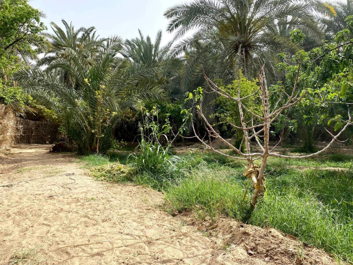 Forest Camp Siwa - كامب الغابة Siwa Oasis Luaran gambar