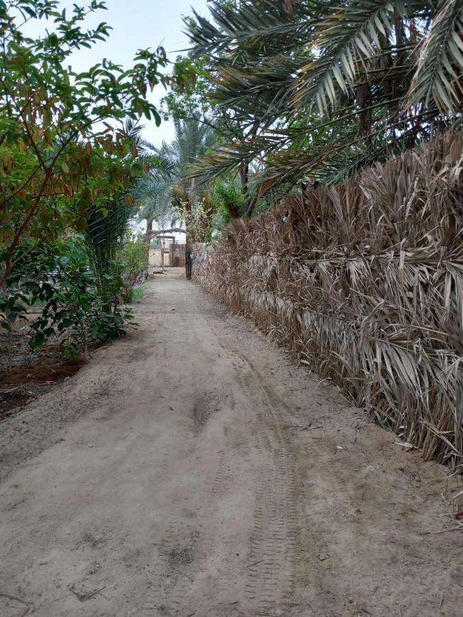 Forest Camp Siwa - كامب الغابة Siwa Oasis Luaran gambar