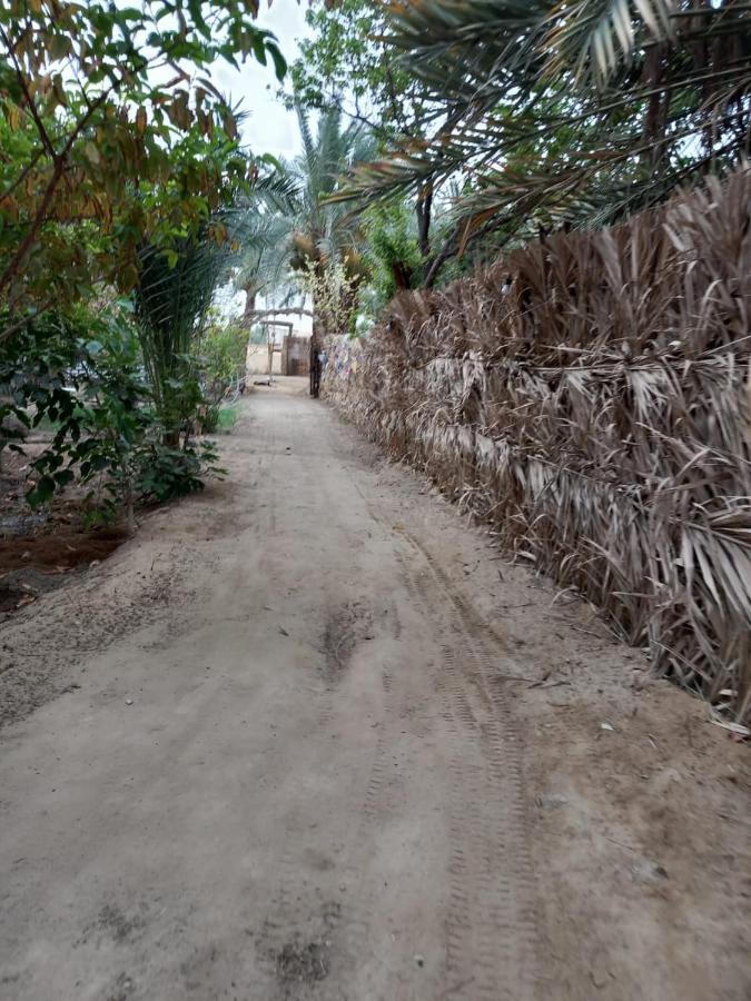 Forest Camp Siwa - كامب الغابة Siwa Oasis Luaran gambar