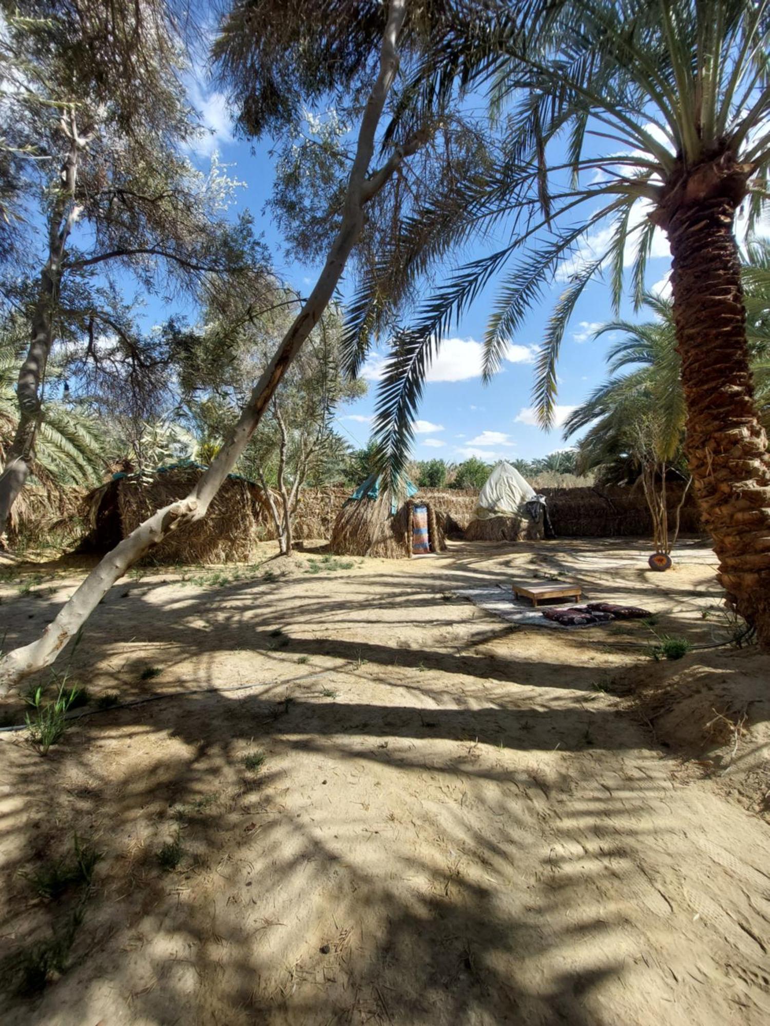 Forest Camp Siwa - كامب الغابة Siwa Oasis Luaran gambar