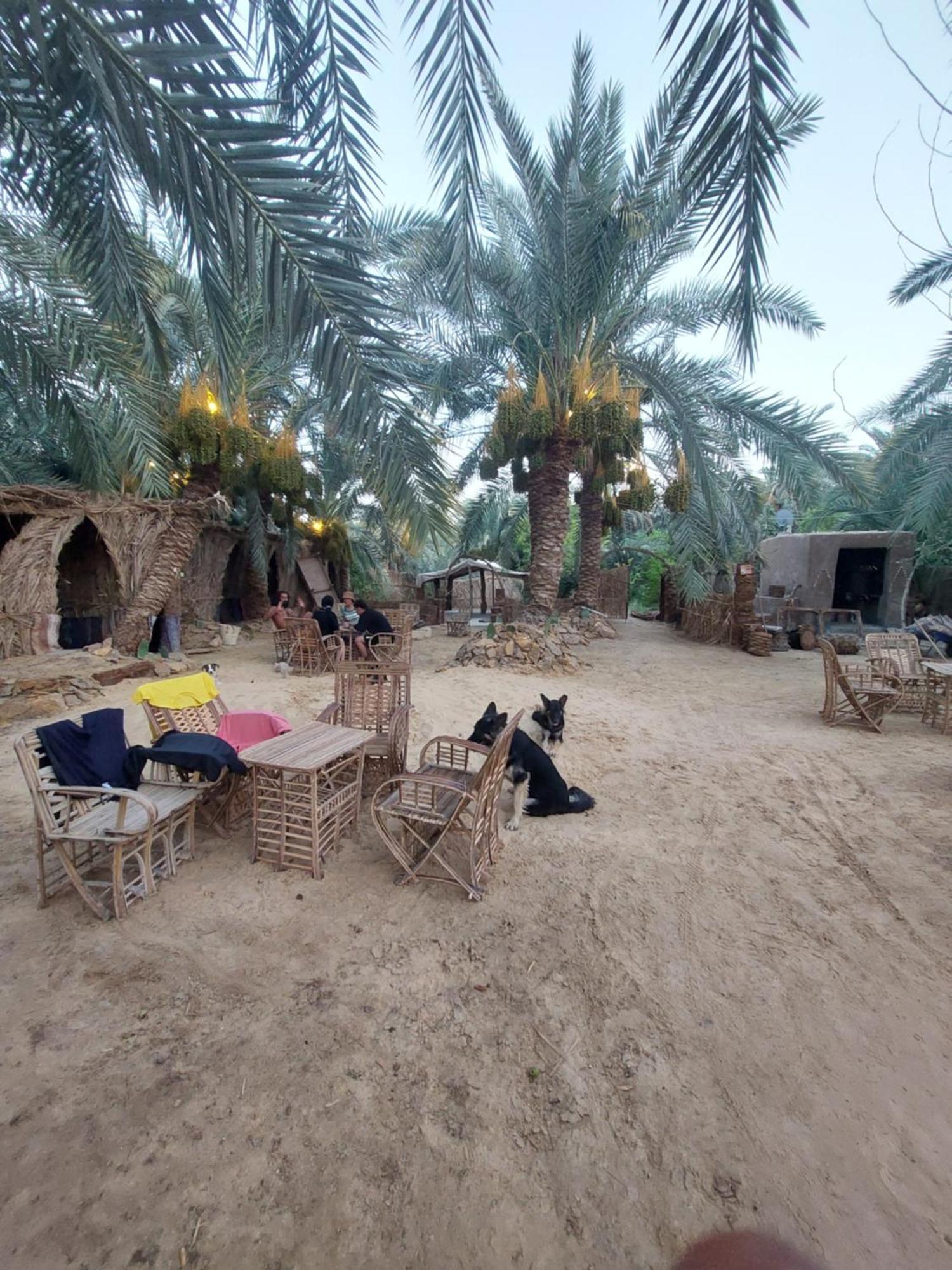 Forest Camp Siwa - كامب الغابة Siwa Oasis Luaran gambar